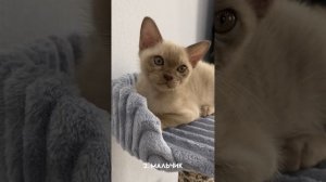 Котята 21.07.24