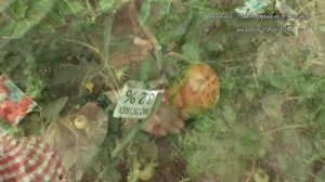 Июнь   не ошибитесь с подкормками растений!
