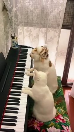Не фальшивь!
