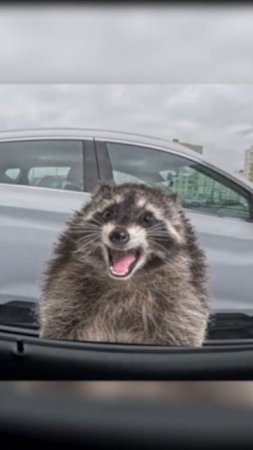 еноты спорят и ссорятся #shorts #funny #racoons #racoon