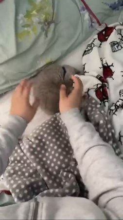 Наш TG https://t.me/liveofcats