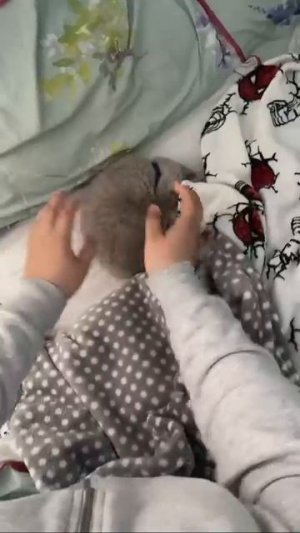 Наш TG https://t.me/liveofcats