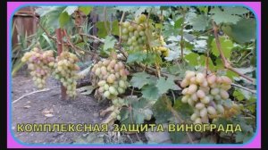 Комплексная защита винограда