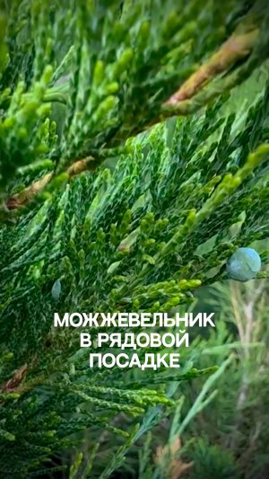 Можжевельник в рядовой посадке