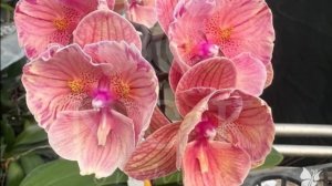 Орхидеи .🌺Посылка с азиатскими подростками 📦