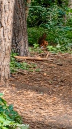 как белке 🐿️ не дать голубям себя опередить