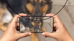 Сторожевой пёс.🐕