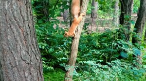 белка 🐿️ в парке