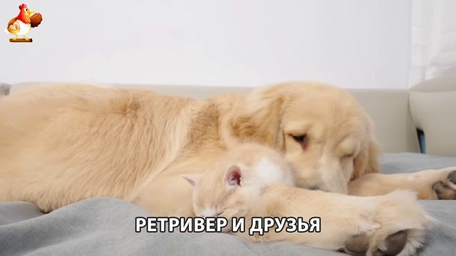 Золотистый ретривер и его друзья милые питомцы 🐕 выпуск (143)