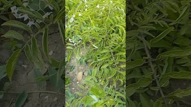 Тзимбало завязывает плоды