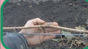 На сколько глазков обрезать виноград