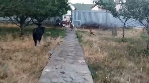 Белла и Боря