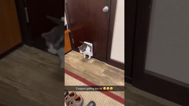 Кошки и их умение попадать в безвыходные положения 😃