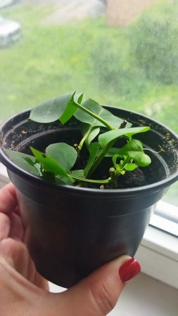 А Вы, как думаете, получилось зачеренковать  сирень 🌱??