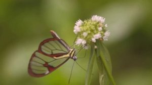 Cem Adrian - Sen Gel Diyorsun