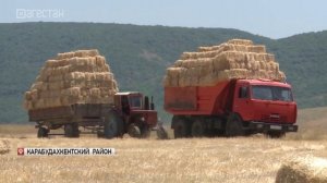Аграрии Дагестана заготовили более 540 тыс. тонн грубых кормов