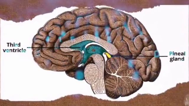 А вы заботитесь о своей шишковидной железе?