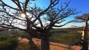 Nazan Öncel - Askım Baksana Bana