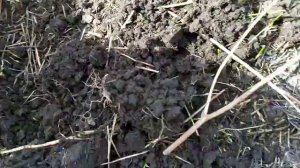 РУБЛЬ НИКОЛАЯ 1!!!  СУПЕР КОП!!!  705 тёрка рулит!!!  Мд поиск!!!