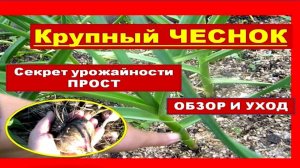 Тонкости выращивания крупного чеснока прост. Обзор чеснока в теплой грядке
