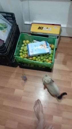 Мяуууу