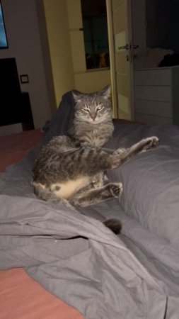 Котик мило спит 🐱