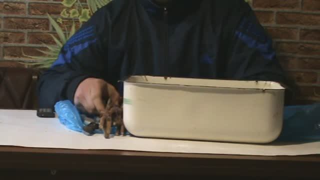 Виноград. Вымачивание черенков