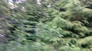 Пчёлки работают на маршруте 4