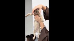 Бурманские котята 11.04.25 #бурма #бурманскиекотята