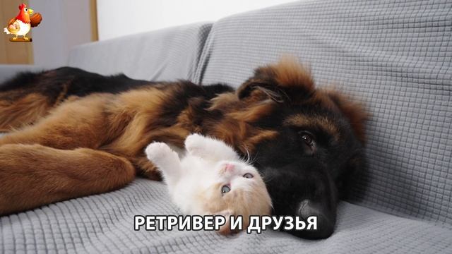 Золотистый ретривер и его друзья милые питомцы 🐕 выпуск (145)