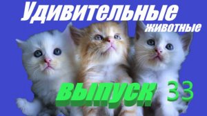 Удивительные животные выпуск 33 😜😜😜😜😜😜😜