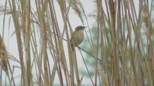 Камышовка-барсучок  ( Acrocephalus schoenobaenus )