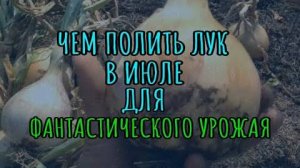 ЧЕМ ПОЛИТЬ ЛУК В ИЮЛЕ, чтобы он рос КРУПНЫМ и СОЧНЫМ! Секреты отличного урожая