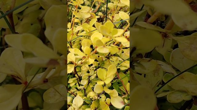Желтенькие, колючие, но очень красивые