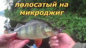 Щука и окунь на микроджиг.