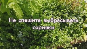Мокрица! Сорняк или полезное растение?
