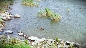 Таганрог, море, недалеко от пляжа "Тополёк". Дикие уточки в камышах))