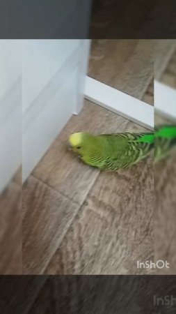 Уииа