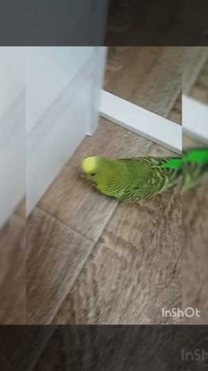 Уииа
