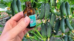 2 Капли на 1 литр воды и Огурцы собирайте тоннами, не болеют, растут как бешеные