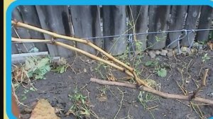 Обрезка винограда. Усиленное плодовое звено