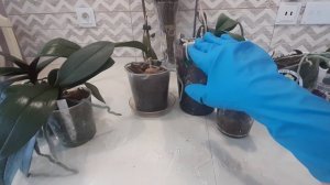 Пересаживаю 7 проблемных орхидей за один присест.