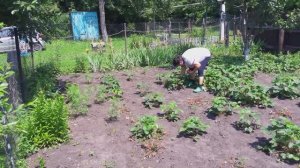 Жизнь в деревне. Хроника дня: Заготовки на зиму - Клубника
