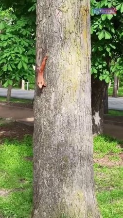 Доброе утро от белочки!