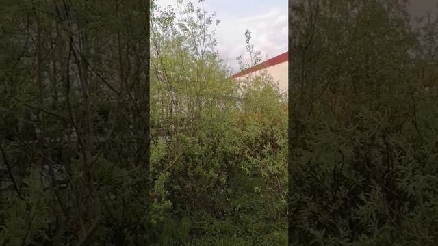 beeb51e8-f082-45ca-a22b-051f413343b8-watermark.mp4 Елена Дружиненко Воркута