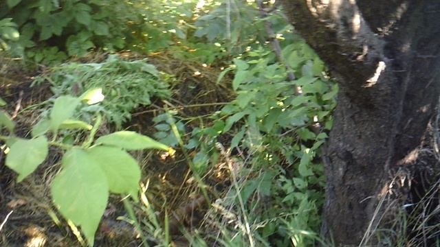 Орошение непополненного компоста (визуальное сравнение с пополняемым)