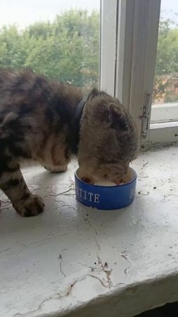 В ВЯТСКИХ ПОЛЯНАХ ИЩУТ ХОЗЯЕВ ДЛЯ ПОРОДИСТОГО КОТА
