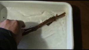 МНОГИЕ ДАЖЕ НЕ ДОГАДЫВАЮТСЯ ЧТО ДЕЛАТЬ С ПОДСОХШИМИ ЧЕРЕНКАМИ
