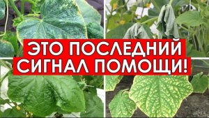🥒Сегодня мы погрузимся в тему выращивания огурцов.