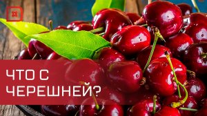 Дефицит черешни в Дагестане вызвал рост цен на нее